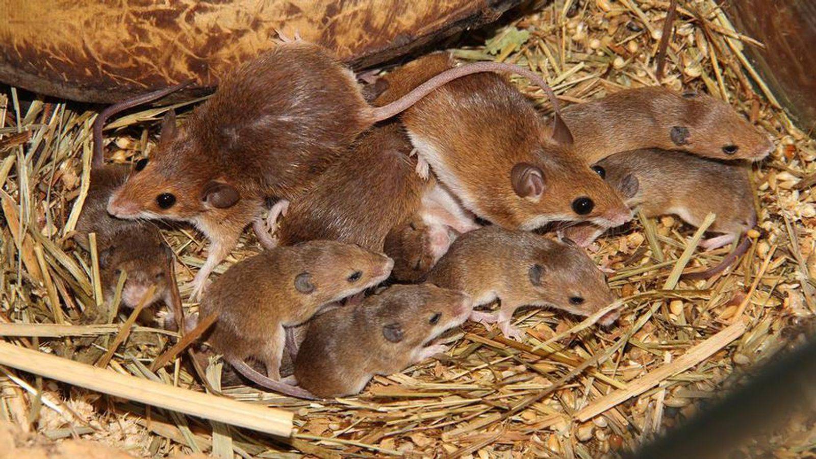 Полевая мышь: описание, какой вред, способы борьбы