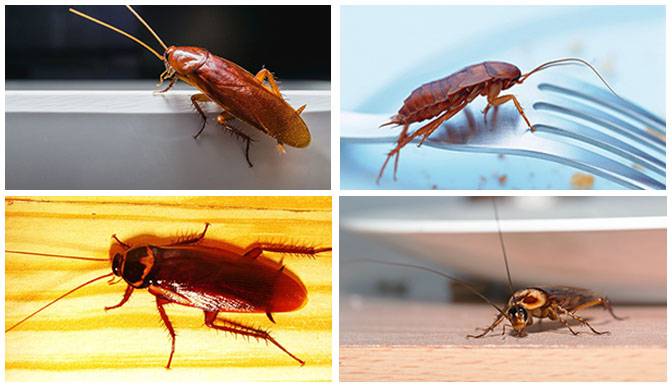 Страхи тараканов: какие у них есть и как с ними бороться