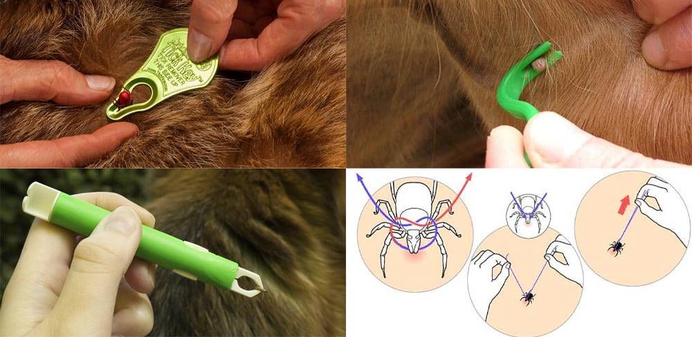 Как вытащить волос из глаза у собаки