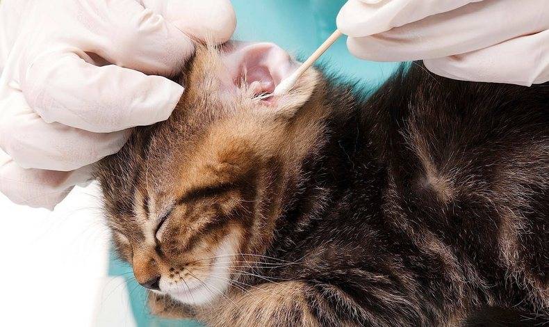 Лечение кота после укуса клеща