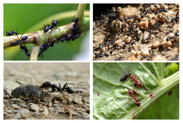 Проблема муравьев на даче: поиск эффективных решений