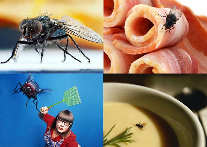 Как избавиться от мух: 9 средств и советы эксперта