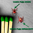 Как отличить клещей рода Ixodes от рода Dermacentor