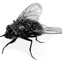 Какие болезни переносят мухи