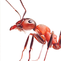 Средства от муравьев МедиЛис