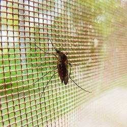 Как избавиться от комаров 