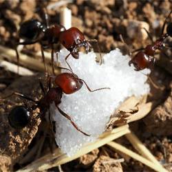 Как избавиться от муравьев на грядках
