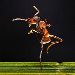 Как появляются муравьи
