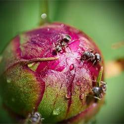 Как избавиться от муравьев на пионах