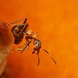 Как избавиться от рыжих муравьев